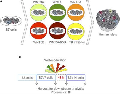 The Effect of Wnt Pathway Modulators on Human iPSC-Derived Pancreatic Beta Cell Maturation